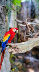 red, yellow, and blue macaw