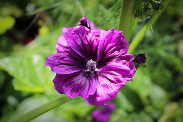 Closeup view of the purple petals on a mallow plant