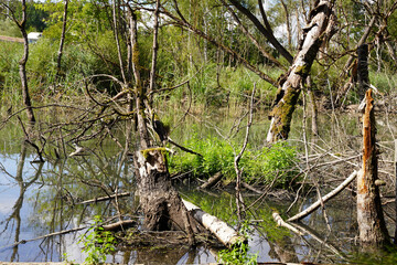 Abgestorbene Bäume im Brackwasser sumpfig und moorig. Dead trees in the brackish water swampy and boggy.