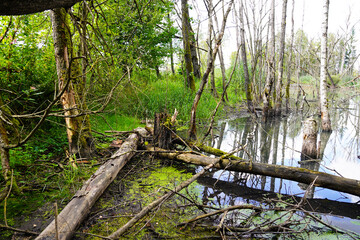 Abgestorbene Bäume im Brackwasser sumpfig und moorig. Dead trees in the brackish water swampy and...