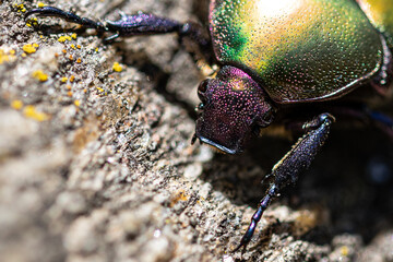 Cetonia Dorata