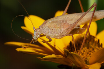 Phaneroptera nana, common name southern sickle bush-cricket.