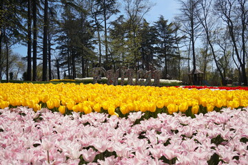 Obraz premium Yellow and pink flowers, Yellow Tulips, white tulips, pink tulips red tulips and Flowers spring season Emirgan Park Istanbul