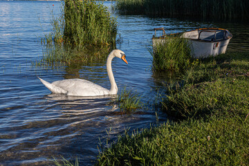 Fototapeta premium Cigno