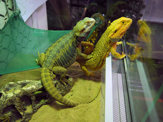 male and female bearded agama of bright color look together into the glass of the terrarium