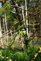 Abgestorbene Bäume im Brackwasser sumpfig und moorig. Dead trees in the brackish water swampy and boggy.