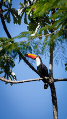 tucan posado sobre un árbol