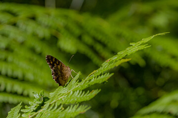Farfalla