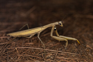Mantide Religiosa