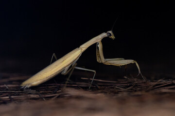 Mantide Religiosa