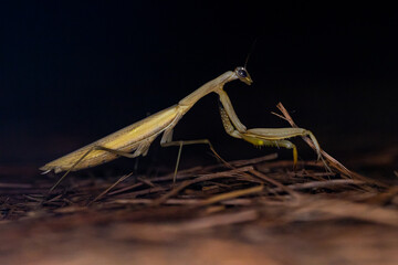 Mantide Religiosa