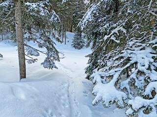 Alpine forest trails in a typical winter environment and under deep fresh snow cover - Appenzell Alps massif, Switzerland (Schweiz)