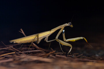 Mantide Religiosa