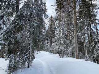 Alpine forest trails in a typical winter environment and under deep fresh snow cover - Appenzell Alps massif, Switzerland (Schweiz)