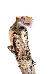 New Caledonian crested gecko isolated on white