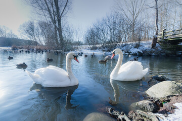 Two swans in front of each other - Vallensbaek winter