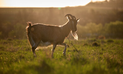 Fototapeta premium Domestic milk goat with long beard and horns grazing on green farm pasture on summer day. Feeding of cattle on farmland grassland