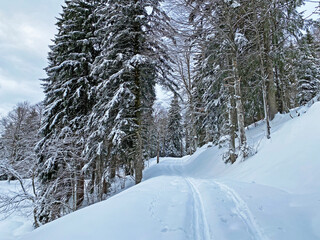 Alpine forest trails in a typical winter environment and under deep fresh snow cover - Appenzell Alps massif, Switzerland (Schweiz)