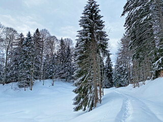 Fototapeta na wymiar Alpine forest trails in a typical winter environment and under deep fresh snow cover - Appenzell Alps massif, Switzerland (Schweiz)