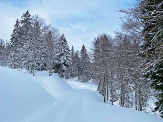 Alpine forest trails in a typical winter environment and under deep fresh snow cover - Appenzell Alps massif, Switzerland (Schweiz)