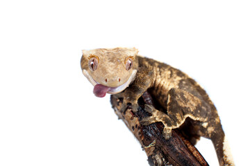 New Caledonian crested gecko isolated on white