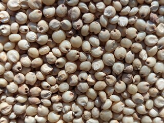 Sourghum seeds or jawar crop field seeds in farmers, 