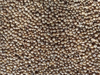 Sourghum seeds or jawar crop field seeds in farmers, 
