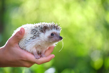 Human hands holding little african hedgehog pet outdoors on summer day. Keeping domestic animals and caring for pets concept