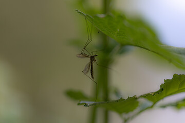Tipulidae