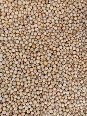 Sourghum seeds or jawar crop field seeds in farmers, 