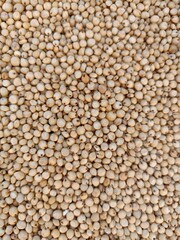 Sourghum seeds or jawar crop field seeds in farmers, 