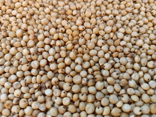 Sourghum seeds or jawar crop field seeds in farmers, 