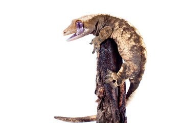 New Caledonian crested gecko isolated on white