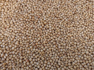 Sourghum seeds or jawar crop field seeds in farmers, 