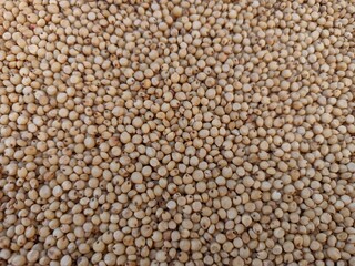 Sourghum seeds or jawar crop field seeds in farmers, 