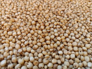 Sourghum seeds or jawar crop field seeds in farmers, 