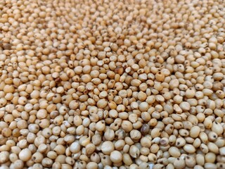 Sourghum seeds or jawar crop field seeds in farmers, 