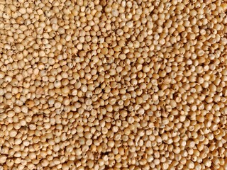 Sourghum seeds or jawar crop field seeds in farmers, 