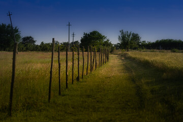 Passeggiando nel grano