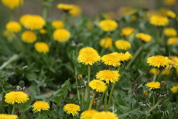 Spring dandelions on a background of grass