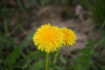 Spring dandelions on a background of grass