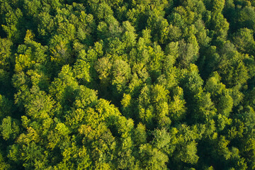 Naklejka premium Top down flat aerial view of dark lush forest with green trees canopies in summer