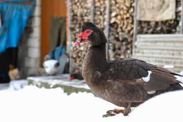 Domestic duck in a snowy winter village yard. A species of domestic duck known as the musk duck. agriculture concept.