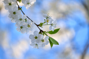 Twigs of cherry tree with white blossoming flowers in early spring