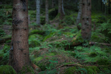 Naklejka premium natural close up soft focus photography of bark tree in wild forest environmental outside space with moss cover of the ground and another green plants