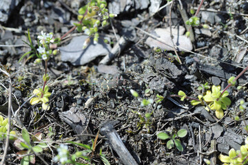 Closeup on the Northern dune tiger beetle, Cicindela hybrida hiding in sparse vegetation on the side of a sandy road.