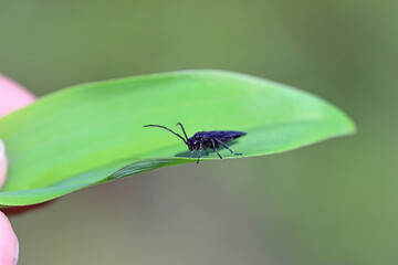 Fototapeta premium Solomon's seal sawfly, Phymatocera aterrima on green leaves of a Polygonatum multiflorum.