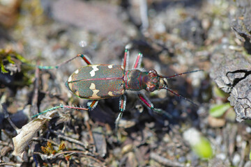 Closeup on the Northern dune tiger beetle, Cicindela hybrida hiding in sparse vegetation on the side of a sandy road.