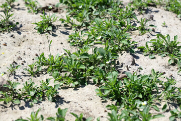 Viola arvensis is a species of violet known by the common name field pansy. Widespread and common weed in agricultural and horticultural crops.
