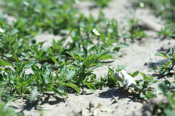 Viola arvensis is a species of violet known by the common name field pansy. Widespread and common weed in agricultural and horticultural crops.
